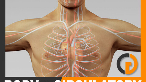 Human Male Body and Circulatory System Textured - Anatomy