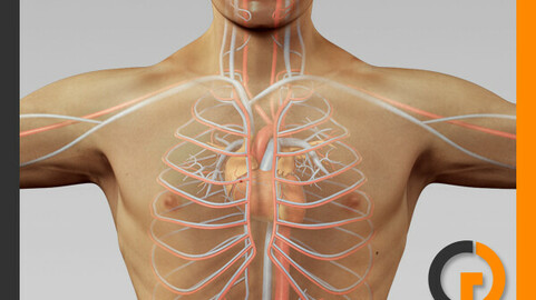 Human Male Body and Circulatory System - Anatomy