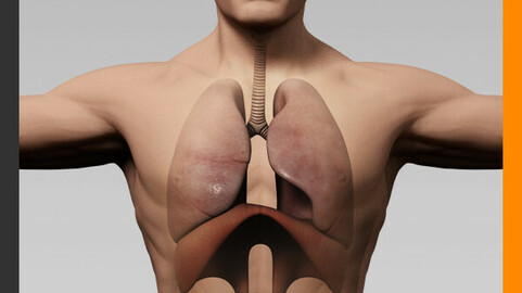 Human Male Body and Respiratory System - Anatomy