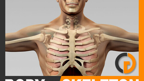 Human Male Body, Respiratory System and Skeleton - Anatomy