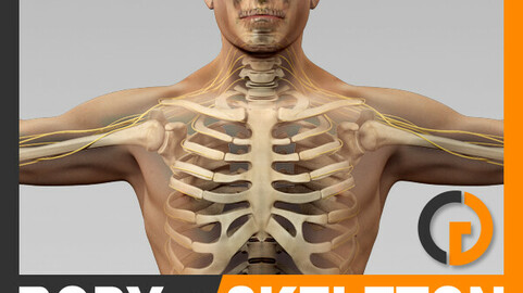 Human Male Body, Nervous System and Skeleton - Anatomy