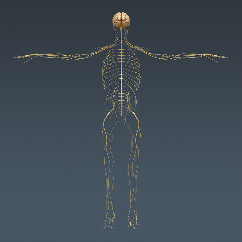 Тело без мозга. Периферическая нервная система скелет. Спинной мозг на скелете. Центральная нервная система скелет. Анатомия 3 д нервная система.