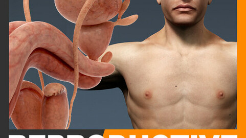 Human Male Body, Urinary and Reproductive System Textured - Anatomy