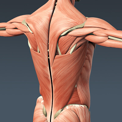 Анатомия мышц 3д muscular System приложения