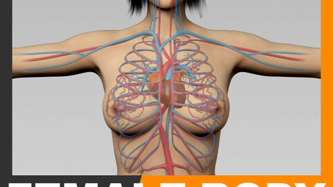 Human Female Body and Circulatory System - Anatomy