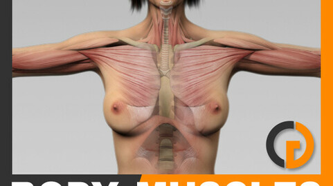 Human Female Body, Muscular, Respiratory System and Skeleton - Anatomy