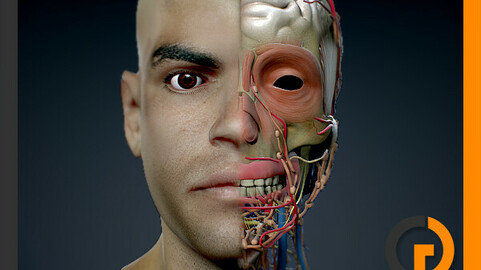 Human Male Head Anatomy