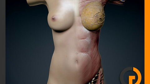 Human Female Torso Anatomy