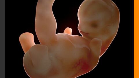 Human Embryo 6 Weeks