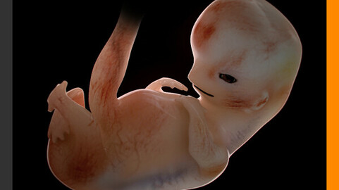 Human Embryo 9 Weeks