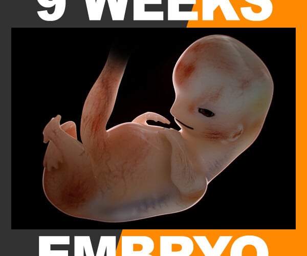 embryo development 9 weeks