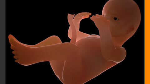 Human Fetus 31 Weeks