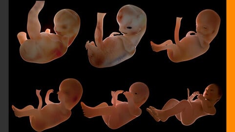 Human Fetus and Embryo Development