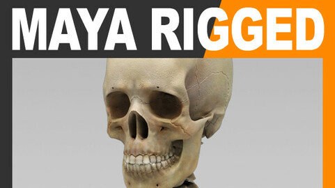 Human Skeleton - Maya Rigged