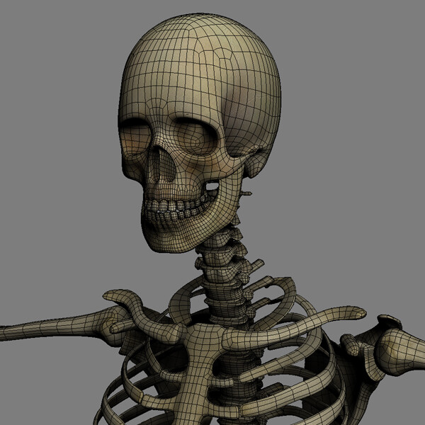 Realistic, detailed and textured Human Textured Skeleton model rigged for C...