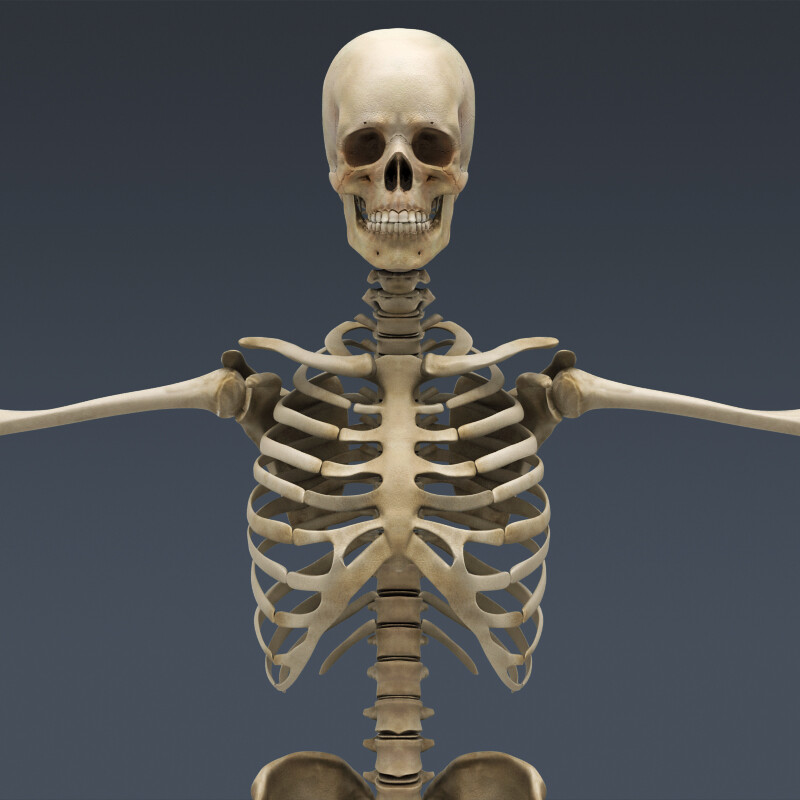 Skeleton 3 0 600m