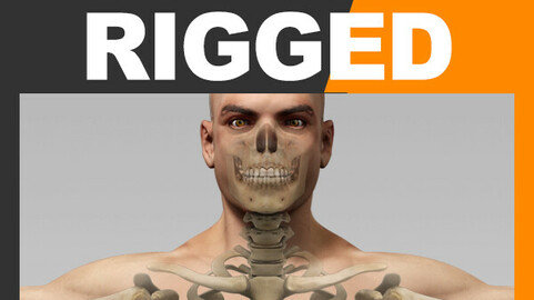 Human Male Body and Skeleton - Rigged Anatomy