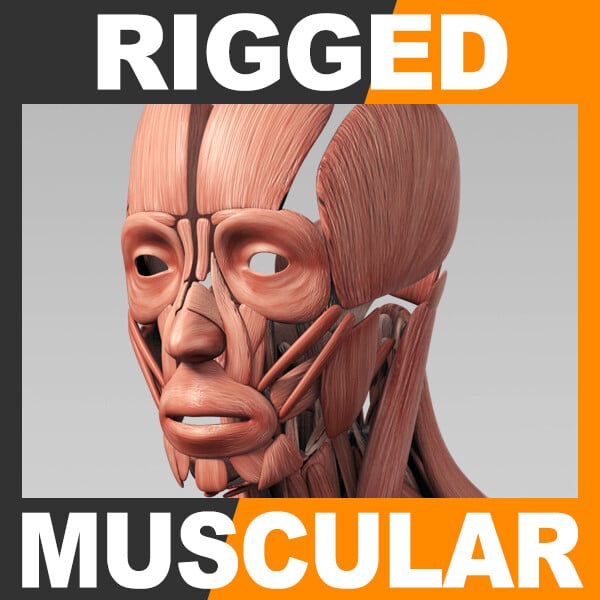 ArtStation - Human Muscular System - Rigged Anatomy | Resources