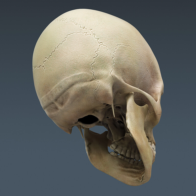 Череп задняя часть. Затылочная кость анатомия 3д. Затылочная кость черепа человека. Скелет golovi.