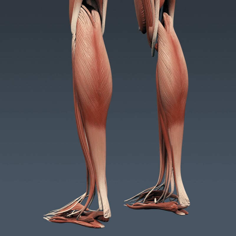 ArtStation - Human Muscular System and Skeleton - Rigged Anatomy ...