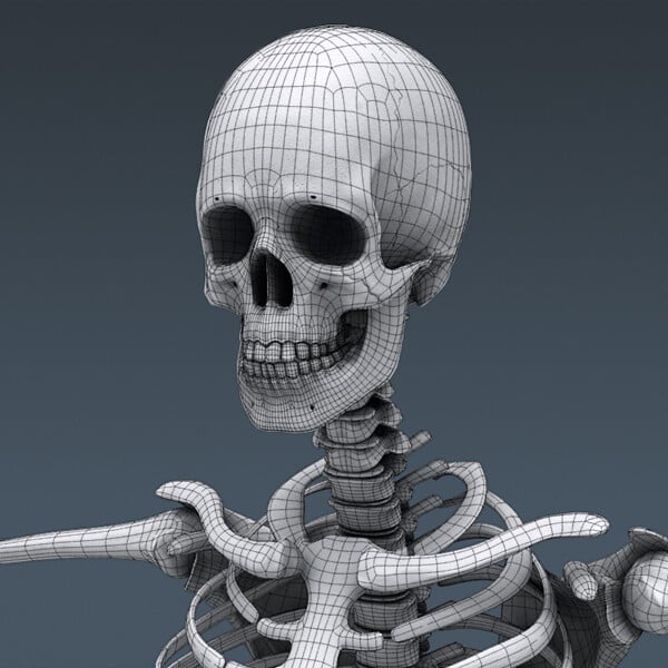 Подвижный скелет. Скелет в 3д Макс. Flex Skeleton 3d модель. Томас скелет 17. Скелет c4d.