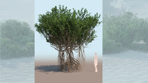 rhizophora mangle mangrove 3D tree a