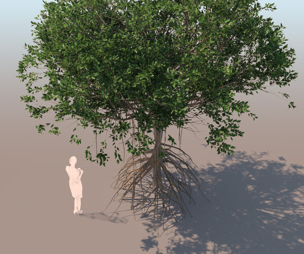 ArtStation - rhizophora mangle mangrove 3D tree b | Resources