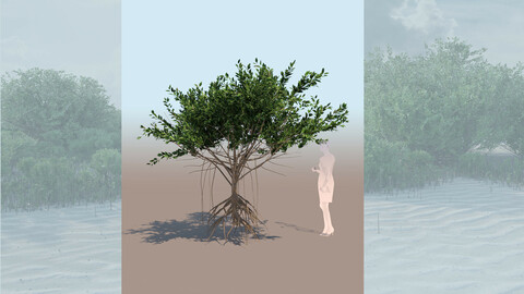 rhizophora mangle mangrove 3D tree c