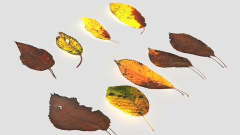 Dry Cherry Leaves Pack