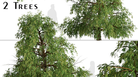 Set of Cryptomeria fortunei Trees (Japanese cedar) (2 Trees)