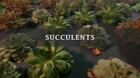 Succulents Package