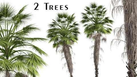 Set of Mexican fan palm Trees (Washingtonia robusta) (2 Trees)