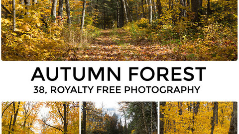 AUTUMN FOREST, References Photography Pack
