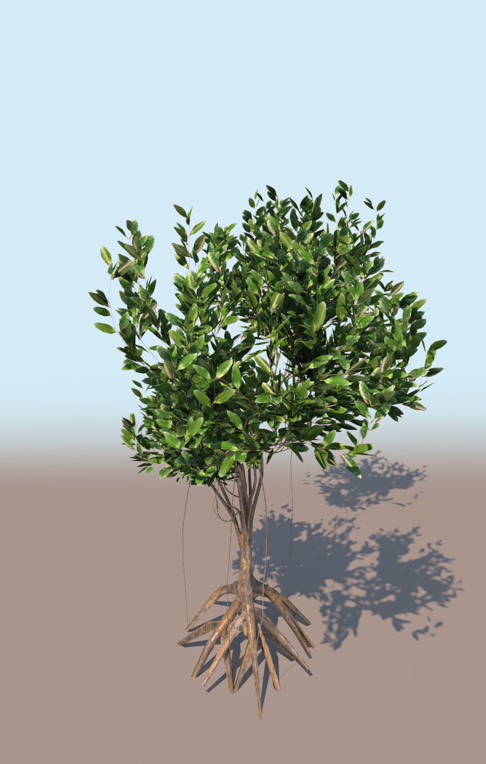 ArtStation - rhizophora mangle mangrove 3D bush a | Resources