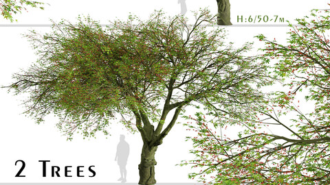 Set of Brachychiton acerifolius Trees (Flame bottletree) (2 Trees)