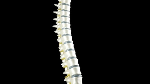 Human Spinal Cord 3D model