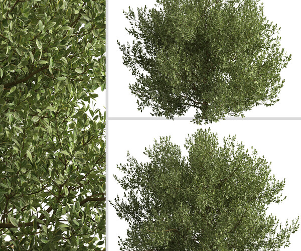 ArtStation - Set of Buxus bodinieri Shrubs (Buxus) (3 Shrubs) | Resources