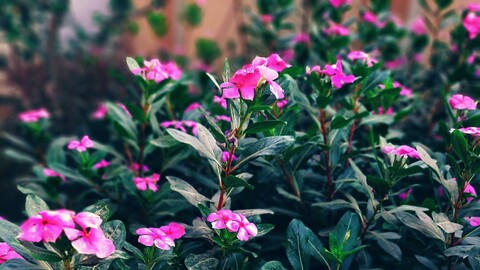 Rosy Periwinkle HDRI