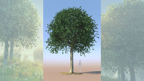 maple acer 3D tree mature a