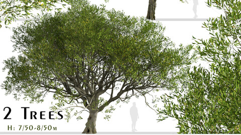 Set of Acacia melanoxylon Trees (Australian blackwood) (2 Trees)