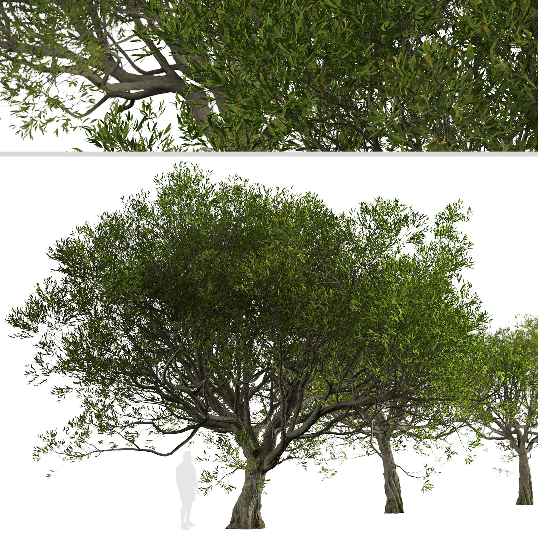 ArtStation - Set of Acacia melanoxylon Trees (Australian blackwood) (2 ...