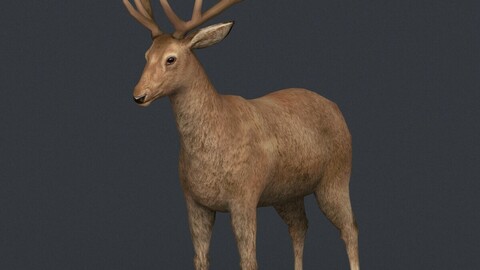 Realistic Deer