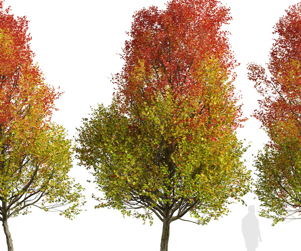 ArtStation - Set of Freeman Maple Trees (Acer freemanii) (2 Trees ...