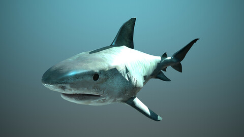 Tiger Shark - Rigging and Animation ( Maya & Blender )