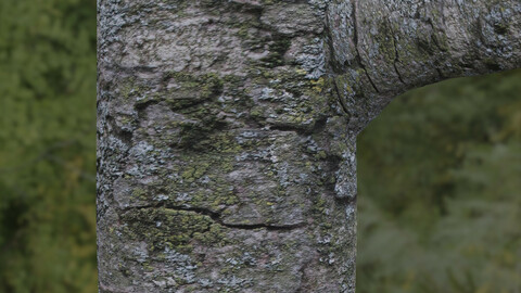 Tree Bark 6 PBR Material