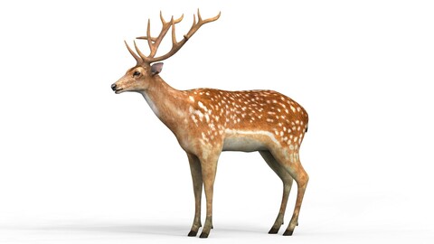 Realistic Deer 3D Model