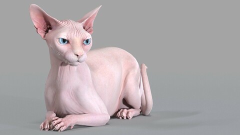 Sphynx Cat Pink Rigged