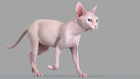 Sphynx Cat Pink Animated