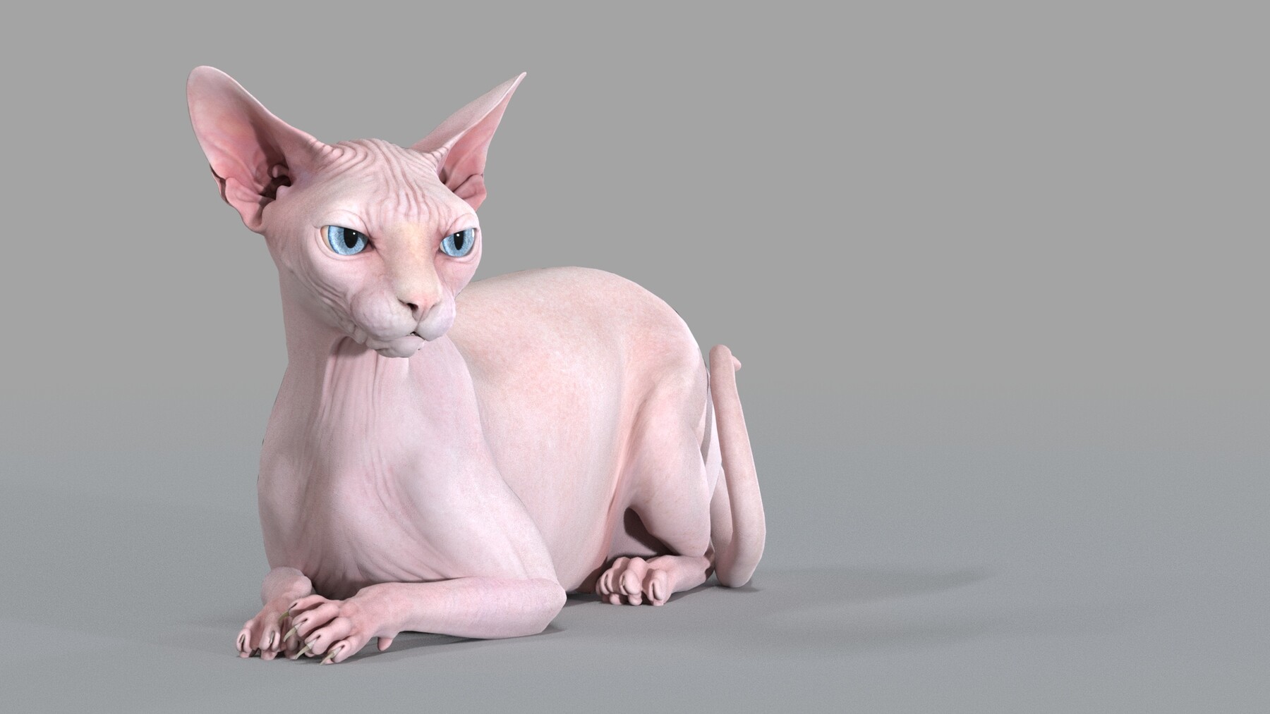 Artstation Sphynx Cat Pink Animated Resources