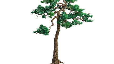 e Model - Taoist comprehension scene - Pine 08 01